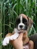 Ambra 7 Wochen