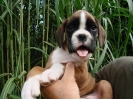 Ambra 7 Wochen