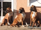 Diva, Ambra, Janka (v.l.)