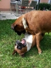 Janka + Diva (15 Monate)