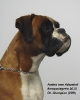 Ambra - Europasiegerin 2015 – Deutscher Champion (VDH)