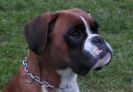 Ambra vom Adamhof (16 Monate)