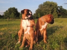 Beppo 12 wo, Ambra, Janka