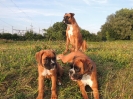 Beppone, Ambra, Janka