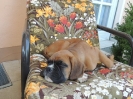 unser Beppo