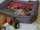 B-Wurf, 3 Wochen, Ambra wacht