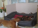 B-Wurf, 3 Wochen, Ambra wacht
