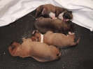 Cora, Cara, Costa, Carlos