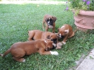 Don, Dux, Diva, Donna