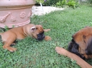Dux + Janka