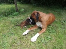 Ambra mit Diva