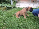 Danka