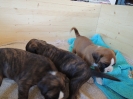 Egon, Eddi, Elexa, 4 Wochen