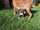 Ambra mit Eddi + Egon, 5 Wochen