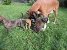 Ambra, Eddi, Egon + Elexa, 5 Wochen