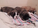 Egon, Eddi und Elexa_6 Wochen