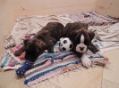 Eddi & Egon_ 6 Wochen
