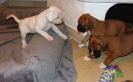 Granatella, Guniibuu und Ginger