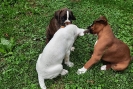 Ice, Illy und Inka