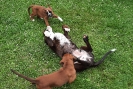 Finja, Inka und Indra