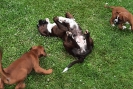 Finja mit Indra und Inka