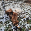 erster Schnee