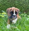 Kleo-Lotti
