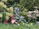 Kleo im neuen Garten