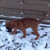 Lys im ersten Schnee