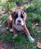 Monty